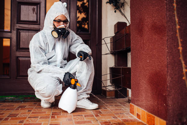 Attic and Crawl Space Rodent Treatment in South Hill