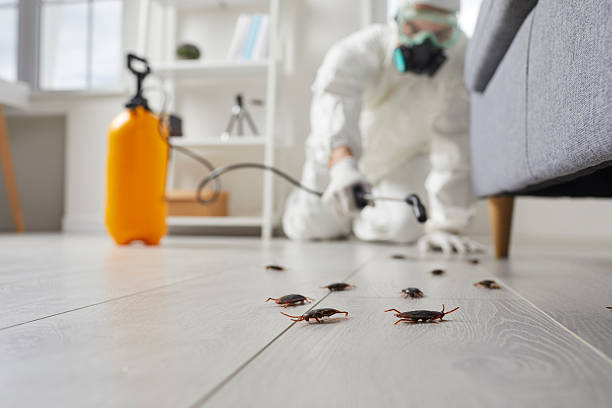 Commercial Rodent Management in South Hill